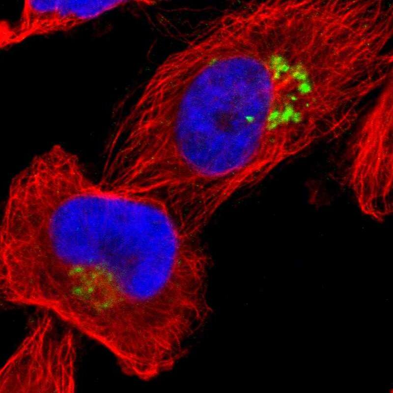 Staining of human cell line U-251 MG shows localization to the Golgi apparatus.