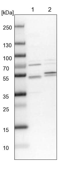 Western Blot Kaptin Antibody - BSA Free