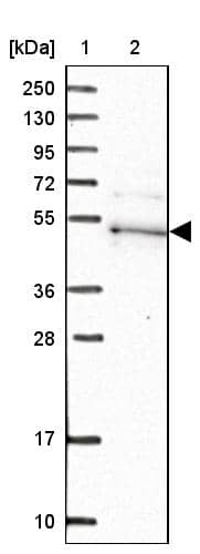 Western Blot Kaptin Antibody - BSA Free