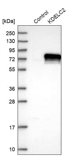 Analysis in control (vector only transfected HEK293T lysate) and KDELC2 over-expression lysate (Co-expressed with a C-terminal myc-DDK tag (~3.1 kDa) in mammalian HEK293T cells).