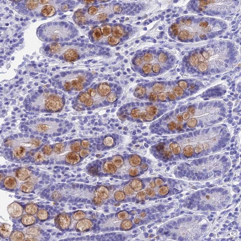 Staining of human duodenum shows moderate cytoplasmic positivity in goblet cells.
