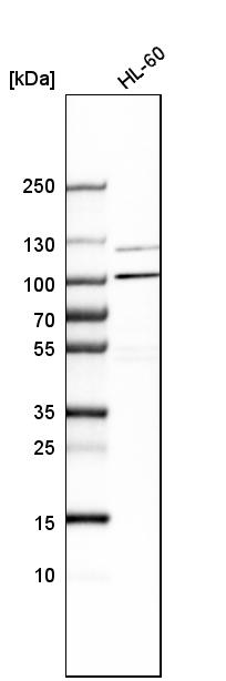 Analysis in human cell line HL-60.