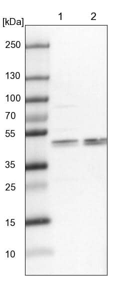 Western Blot KRR1 Antibody - BSA Free
