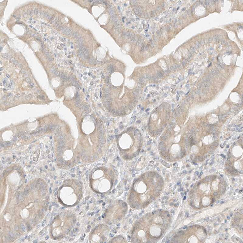 Staining of human duodenum shows weak cytoplasmic positivity in glandular cells.