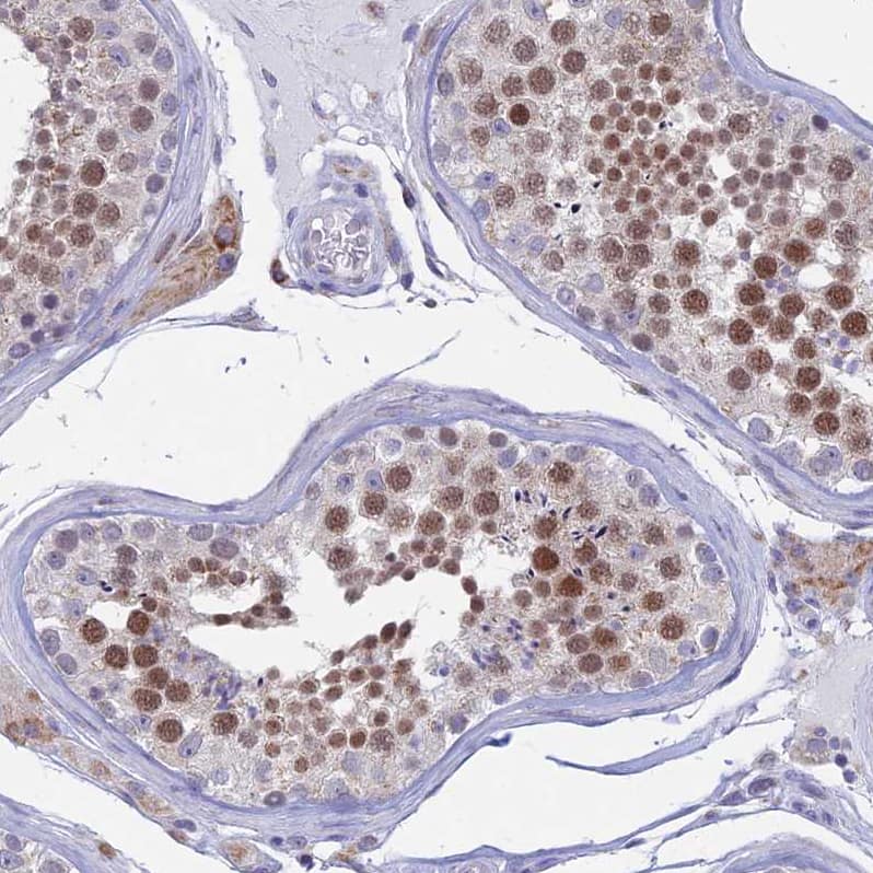 Staining of human testis shows moderate nuclear positivity in cells in seminiferous ducts.