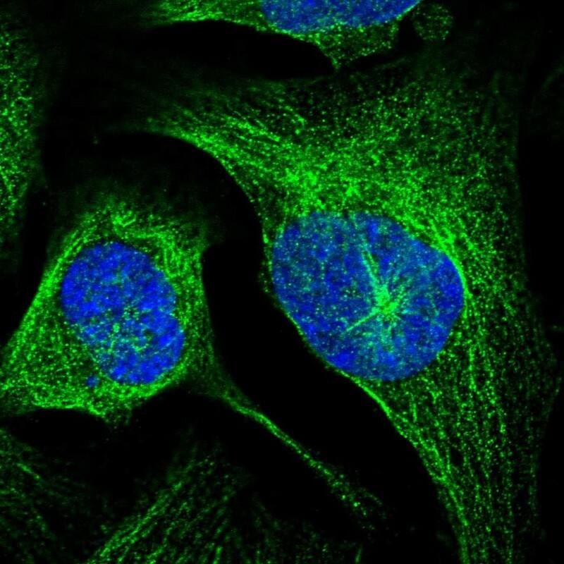 Staining of human cell line U-2 OS shows localization to microtubules.