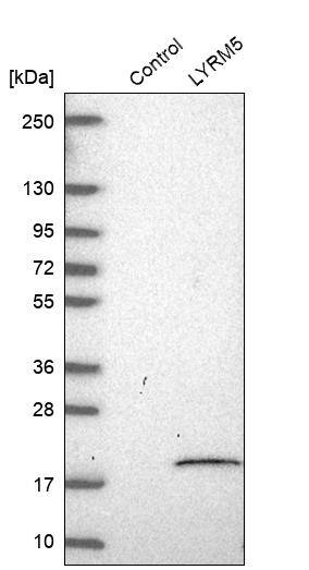 Analysis in control (vector only transfected HEK293T lysate) and LYRM5 over-expression lysate (Co-expressed with a C-terminal myc-DDK tag (~3.1 kDa) in mammalian HEK293T cells).