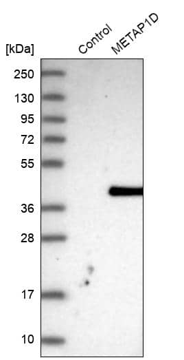 Analysis in control (vector only transfected HEK293T lysate) and METAP1D over-expression lysate (Co-expressed with a C-terminal myc-DDK tag (~3.1 kDa) in mammalian HEK293T cells).