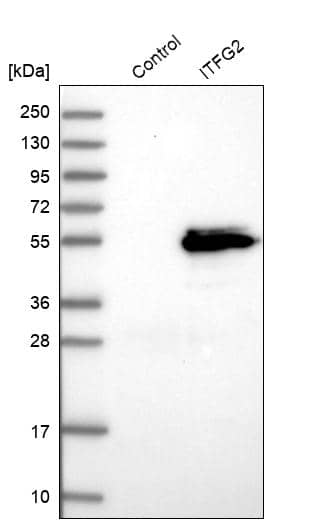 Analysis in control (vector only transfected HEK293T lysate) and ITFG2 over-expression lysate (Co-expressed with a C-terminal myc-DDK tag (~3.1 kDa) in mammalian HEK293T cells).