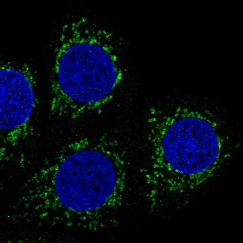 Immunocytochemistry/ Immunofluorescence Mitochondrial-processing peptidase subunit beta Antibody - BSA Free