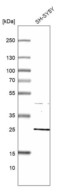 Analysis in human cell line SH-SY5Y.