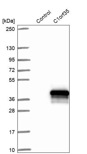 Analysis in control (vector only transfected HEK293T lysate) and C1orf35 over-expression lysate (Co-expressed with a C-terminal myc-DDK tag (~3.1 kDa) in mammalian HEK293T cells).