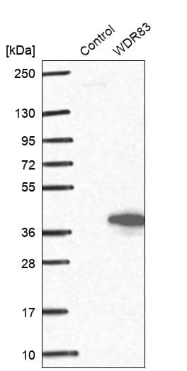 Analysis in control (vector only transfected HEK293T lysate) and WDR83 over-expression lysate (Co-expressed with a C-terminal myc-DDK tag (~3.1 kDa) in mammalian HEK293T cells).