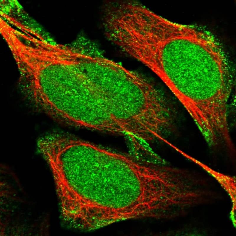 Immunocytochemistry/ Immunofluorescence mpp8 Antibody - BSA Free