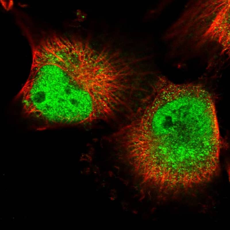 Immunocytochemistry/ Immunofluorescence mpp8 Antibody - BSA Free