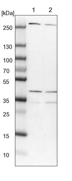 Lane 1: NIH-3T3 cell lysate (Mouse embryonic fibroblast cells)Lane 2: NBT-II cell lysate (Rat Wistar bladder tumour cells)
