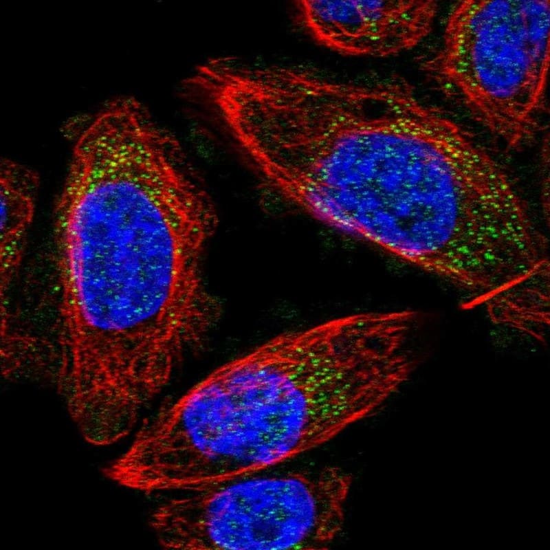 Immunocytochemistry/ Immunofluorescence MRPS24 Antibody - BSA Free