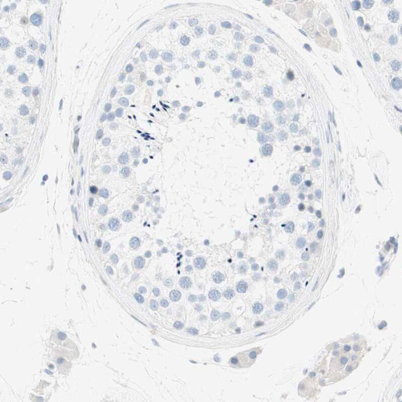Immunohistochemistry-Paraffin MUCDHL Antibody - BSA Free
