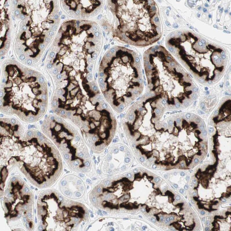 Immunohistochemistry-Paraffin MUCDHL Antibody - BSA Free