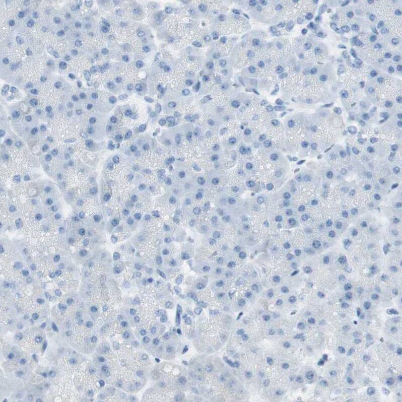 Immunohistochemistry-Paraffin MUCDHL Antibody - BSA Free