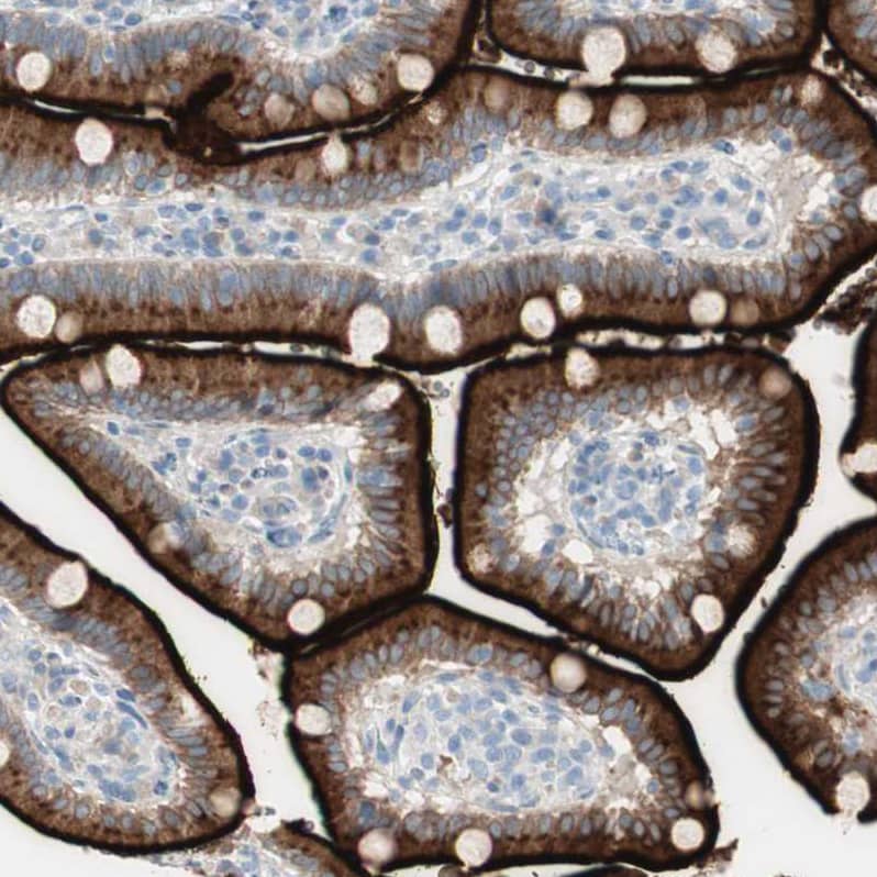 Staining of human duodenum shows strong membranous positivity in glandular cells.