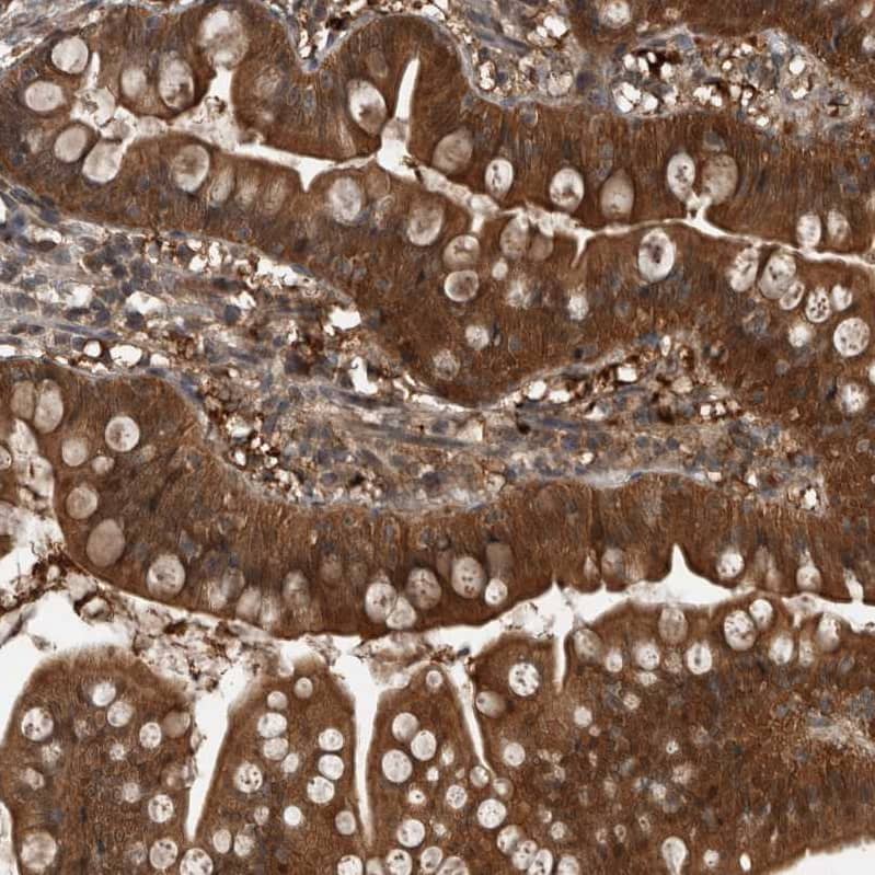 Staining of human small intestine shows strong cytoplasmic positivity in glandular cells and moderate cytoplasmic positivity in goblet cells.