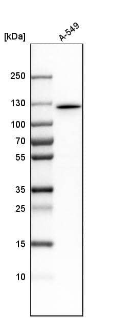 Analysis in human cell line A-549.