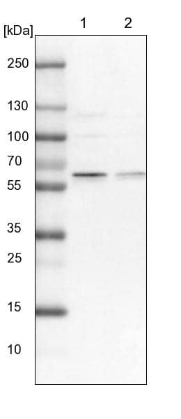 Lane 1: NIH-3T3 cell lysate (Mouse embryonic fibroblast cells)Lane 2: NBT-II cell lysate (Rat Wistar bladder tumour cells)
