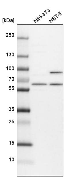 Analysis in mouse cell line NIH-3T3 and rat cell line NBT-II.