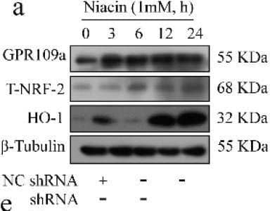 Western Blot HM74A/PUMA-G/GPR109A/NIACR1 Antibody - BSA Free