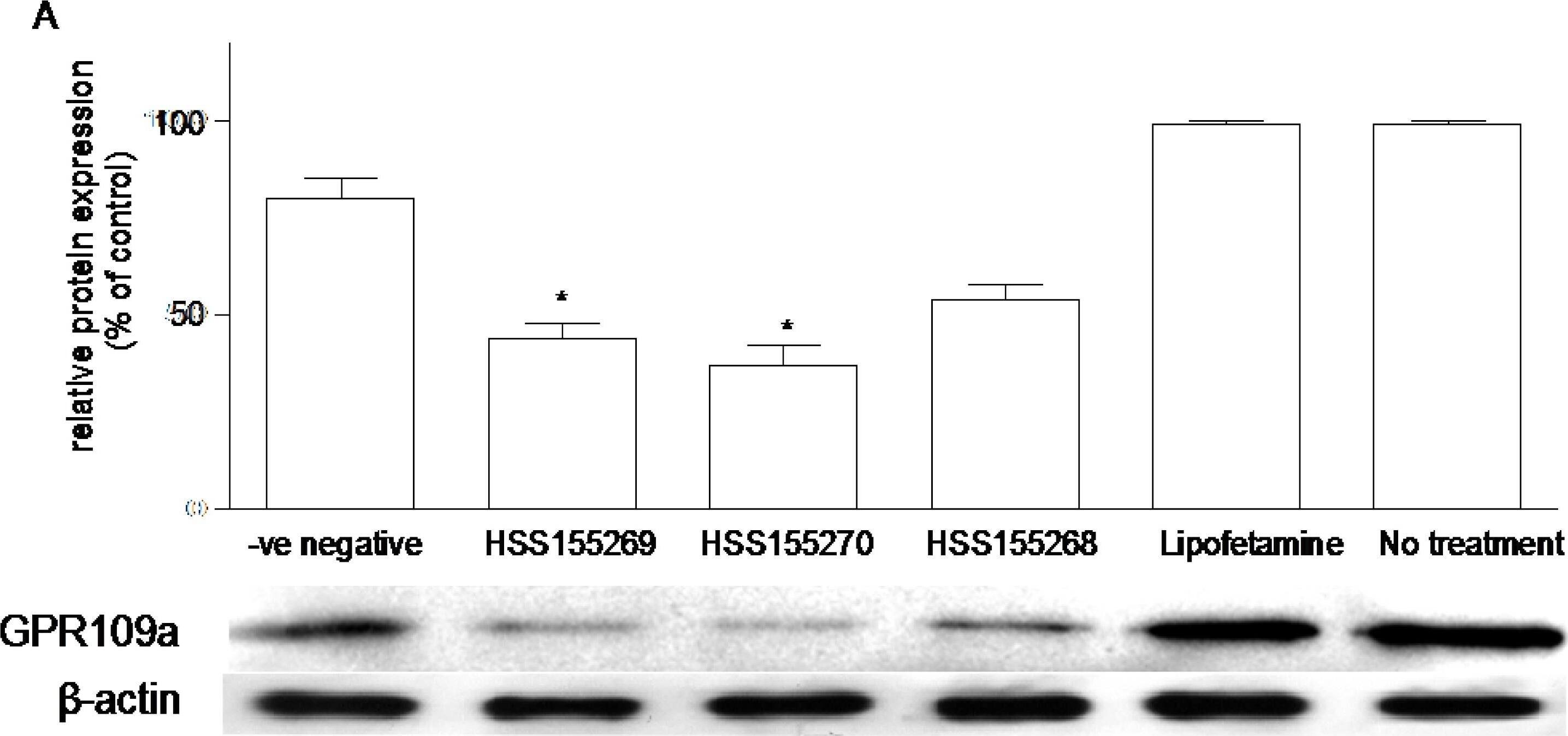 (A) Effects of siRNA knockdown of GPR109a on the expression of GPR109a protein in Caco-2 cells grown in 5.6 mM glucose. Western blot analysis showing the relative expression of niacin receptor in homogenates of cells prepared from the -ve negative (negative control siRNA, Silencer® Select Negative Control siRNA, non-targeting SiRNA with limited sequence similarity to known genes), and three different sequences of siRNA (HSS155269, HSS155270 and HSS155268). “Lipofetamine