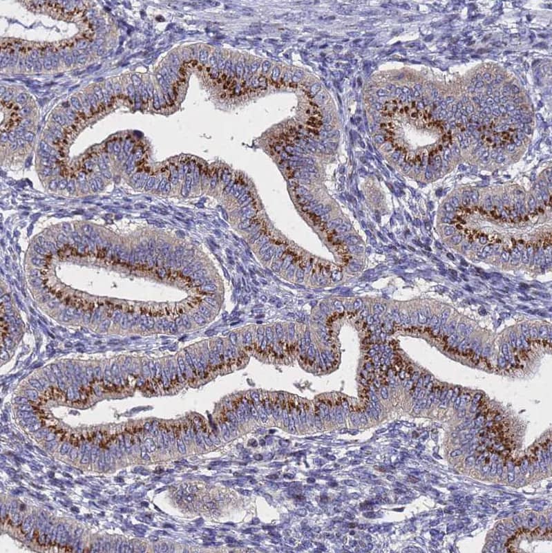 Staining of human Endometrium shows strong granular cytoplasmic positivity in glandular cells.