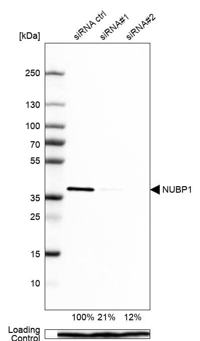 Analysis in MCF-7 cells transfected with control siRNA, target specific siRNA probe #1 and #2. Remaining relative intensity is presented. Loading control: Anti-PPIB.