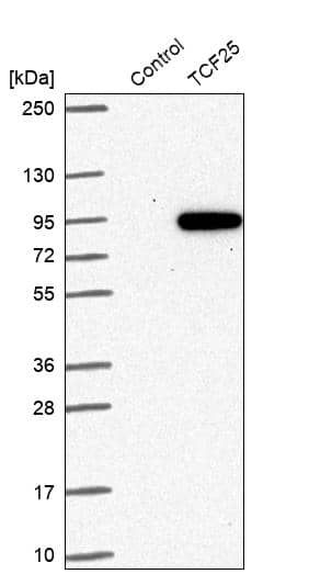Western Blot NULP1 Antibody - BSA Free