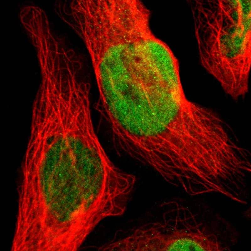 Staining of human cell line U-2 OS shows localization to nucleoplasm.