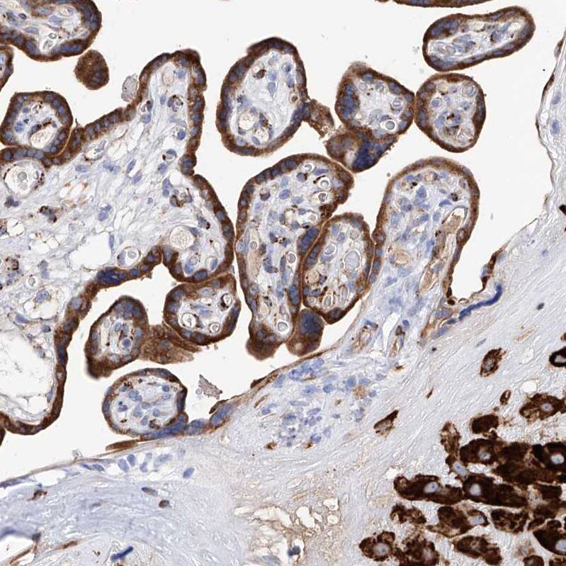 Staining of human placenta shows strong granular cytoplasmic positivity in trophoblastic and decidual cells.