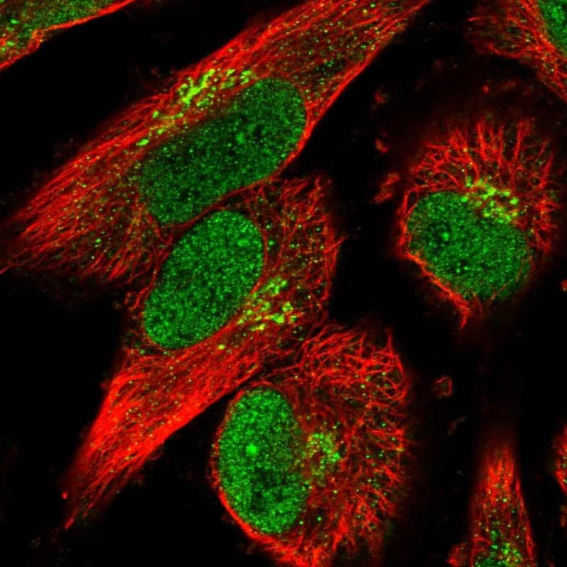 Staining of human cell line U-251 MG shows localization to nucleoplasm, nucleoli fibrillar center & the Golgi apparatus.