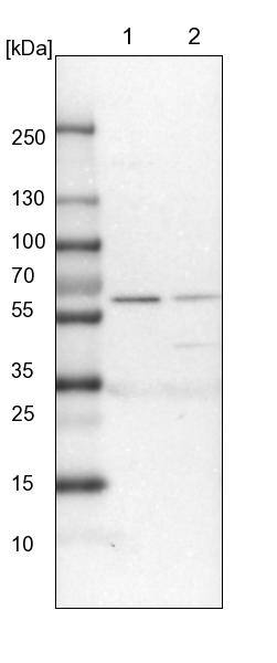Lane 1: NIH-3T3 cell lysate (Mouse embryonic fibroblast cells)Lane 2: NBT-II cell lysate (Rat Wistar bladder tumour cells)