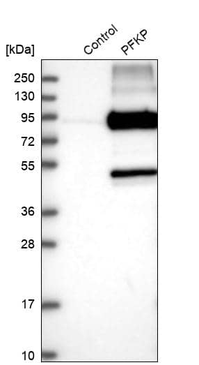 Analysis in control (vector only transfected HEK293T lysate) and PFKP over-expression lysate (Co-expressed with a C-terminal myc-DDK tag (~3.1 kDa) in mammalian HEK293T cells).