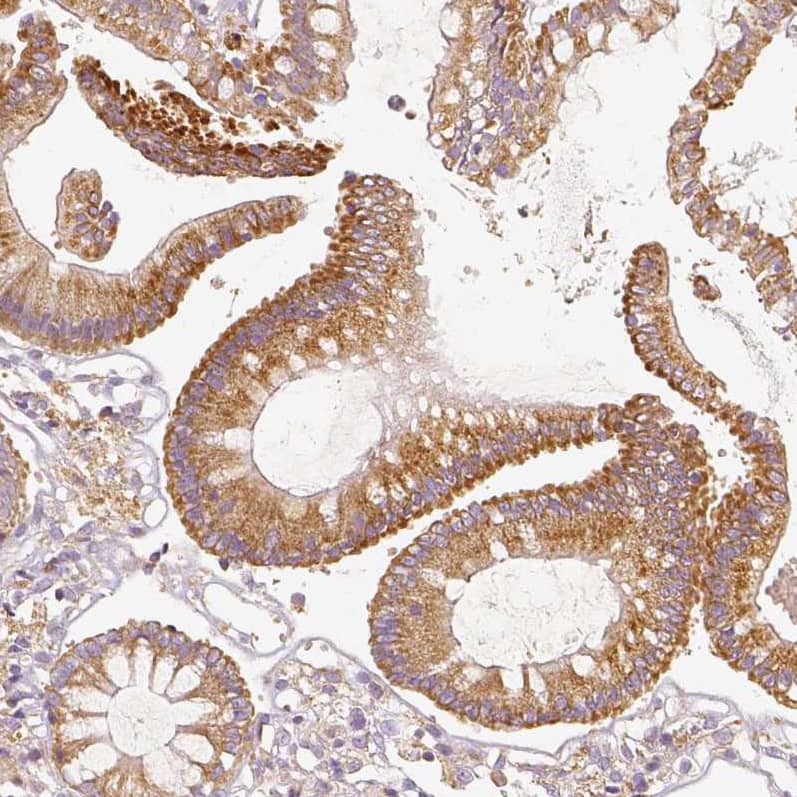 Staining of human colon shows moderate granular cytoplasmic positivity in glandular cells.