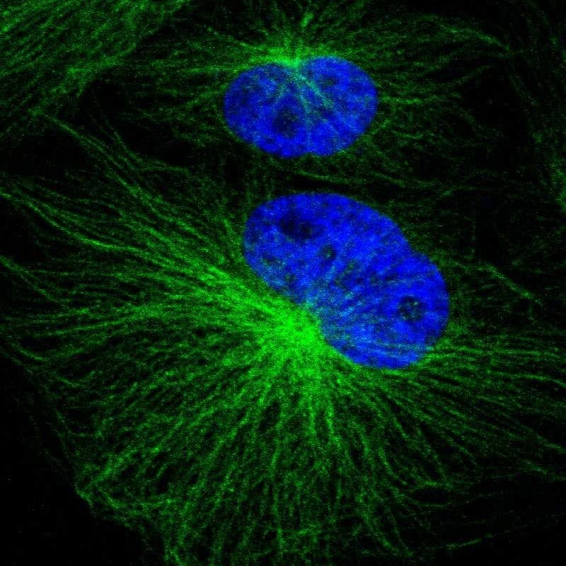 Staining of human cell line U-251 MG shows localization to microtubules.