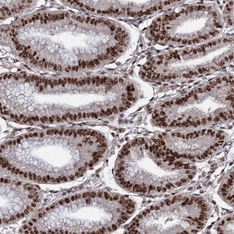 Staining of human stomach shows strong nuclear positivity in glandular cells.