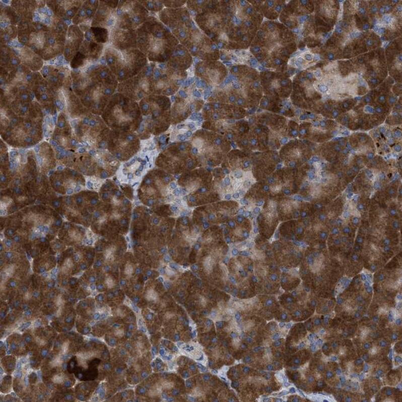Staining of human pancreas shows strong cytoplasmic membranous positivity in exocrine glandular cells.