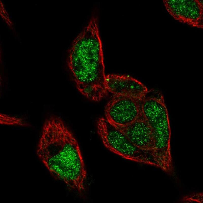 Staining of human cell line Hep G2 shows localization to nucleus.
