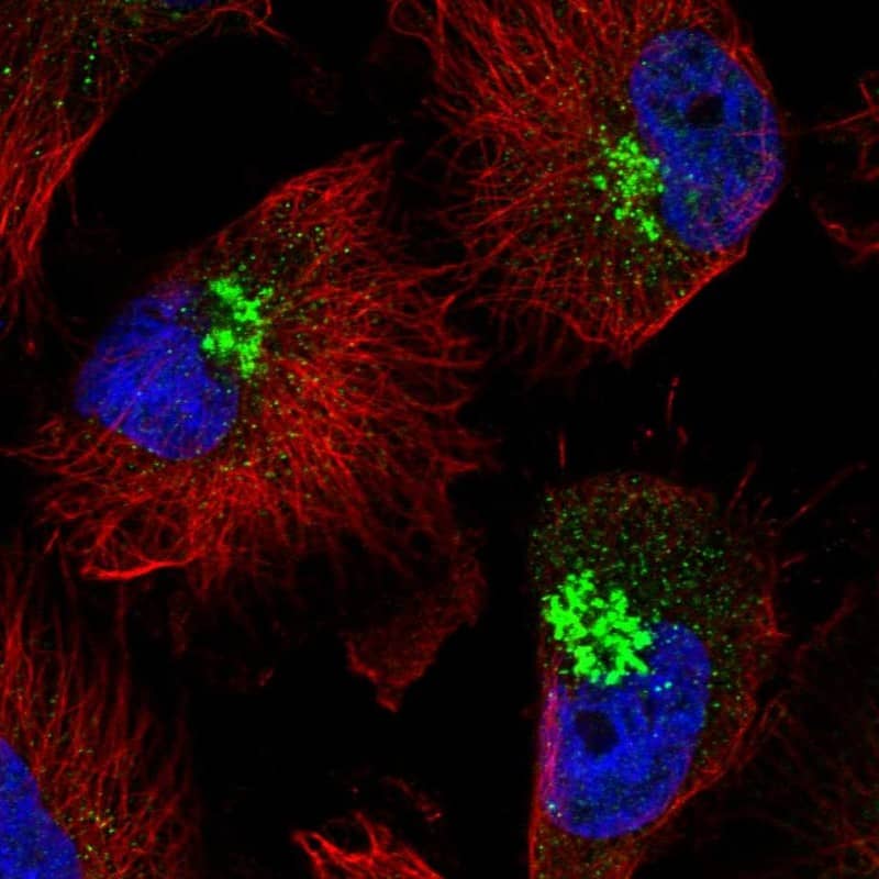 Immunocytochemistry/ Immunofluorescence RHBDD2 Antibody - BSA Free