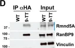 Western Blot: RMND5A Antibody [NBP1-92337] - V5-HA-tagged RanBP9 maintains its ability to interact with known members of the CTLH complex & Nucleolin. RanBP9 WT & TT immortalized Mouse Embryonic Fibroblasts (MEFs) were cultured in standard conditions & protein lysates were obtained. Resin conjugated with  alpha HA antibodies was used to immunoprecipitate RanBP9-TT protein. IPed fractions & 5% of input were run on gels to generate 5 different membranes that were probed with the indicated antibodies by WB. Vinculin is used as loading control. Shown results are representative of two independent experiments (biological replicates). Image collected & cropped by CiteAb from the following publication (//pubmed.ncbi.nlm.nih.gov/32346083), licensed under a CC-BY license. Not internally tested by Novus Biologicals.