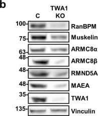 Western Blot: RMND5A Antibody [NBP1-92337] - RanBPM & TWA1 are essential for complex stability. Whole cell extracts prepared from control shRNA & RanBPM shRNA HEK293 cells (a), or from control (labelled as C), TWA1, RMND5A, MAEA, ARMC8 & muskelin HEK293 CRISPR knockout cells (b–f) were analyzed by Western blot with antibodies to CTLH complex members, as indicated. Vinculin was used as a loading control. Quantifications are shown below each blot & protein levels are shown relative to control cells set to 1 & normalized to Vinculin levels. Data represent averages from three separate experiments, with error bars indicating SD. *P < 0.05, **P < 0.01, ***P < 0.001, ****P < 0.0001. Image collected & cropped by CiteAb from the following publication (//pubmed.ncbi.nlm.nih.gov/31285494), licensed under a CC-BY license. Not internally tested by Novus Biologicals.