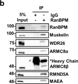 Western Blot: RMND5A Antibody [NBP1-92337] - Characterization of the CTLH complex. (a) Schematic representation of the CTLH complex. The model is adapted from the yeast Gid complex26. Note that the position of muskelin in the complex has not been formally defined. (b) Subunits of the CTLH complex are present in RanBPM immunocomplexes. HEK293 whole cell extracts were incubated with a RanBPM antibody & immunoprecipitated. Immunoprecipitates were analyzed by Western blot with the indicated antibodies. IgG was used as a negative control. (c) WDR26 associates with the CTLH complex. Whole cell extracts were prepared from HeLa cells untransfected (−) or transfected with FLAG-tagged WDR26 (+). FLAG-WDR26 was immunoprecipitated with a FLAG antibody & immunoprecipitates were analyzed by Western blot with the indicated antibodies. (d) GID4 associates with CTLH complex. Whole cell extracts were prepared from HEK293 cells untransfected (−) or transfected with HA tagged GID4 (+). HA-GID4 was immunoprecipitated with an HA antibody & immunoprecipitates were analyzed by Western blot with the indicated antibodies. Image collected & cropped by CiteAb from the following publication (//pubmed.ncbi.nlm.nih.gov/31285494), licensed under a CC-BY license. Not internally tested by Novus Biologicals.