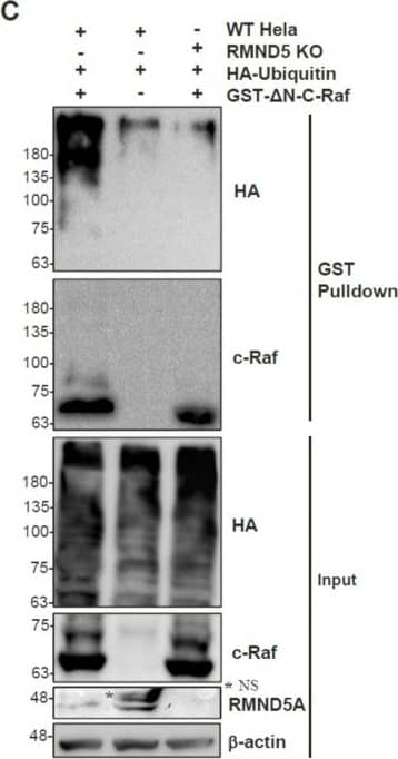 Western Blot: RMND5A Antibody [NBP1-92337] - C-Raf is regulated by the proteasome through the CTLH complex. Non-targeting shRNA control & shRNA RanBPM cells were treated with 10 μM MG132 or DMSO, as vehicle, for 24 h. RIPA buffered whole cell extracts of HeLa (A), & HCT116 (B) were analyzed by Western blot with RanBPM, c-Raf &  beta -actin antibodies to detect RanBPM, c-Raf &  beta -actin proteins, respectively. c-Raf protein levels were normalized to  beta -actin levels. Quantifications of relative c-Raf protein levels are shown with error bars indicating SD (n = 4). * p < 0.05; ** p < 0.01; ns, no significance. (C) c-Raf is ubiquitinated in a CTLH complex-dependent manner. Hela control (WT Hela) & RMND5A KO cells were transfected with GST-delta N-c-Raf and/or HA-Ubiquitin as indicated. GST pull-downs performed using whole cell extracts were analyzed by Western blot with the indicated antibodies. Input represent 5% of the extracts used for pull-down. The asterix (*) indicates a non-specific band (NS). (D) A-Raf & B-Raf expression is increased in RMND5A KO cells. Extracts from HEK293 control & RMND5A CRISPR KO cells were analyzed by Western blot with the indicated antibodies. Quantifications are shown below with error bar indicating SD, n = 8 for A-Raf, **** p < 0.0001 & n = 3 for B-Raf, ** p < 0.01. Image collected & cropped by CiteAb from the following publication (//pubmed.ncbi.nlm.nih.gov/30795516), licensed under a CC-BY license. Not internally tested by Novus Biologicals.