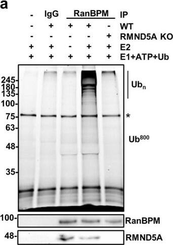 Western Blot: RMND5A Antibody [NBP1-92337] - The CTLH complex has E3 ligase activity. (a) RanBPM immunocomplexes have E3 ligase activity that is dependent on RMND5A. Whole cell extracts prepared from wild type (WT; lanes 3–4) or RMND5A KO (lane 5) HEK293 cells were subjected to immunoprecipitation with a RanBPM antibody or an IgG control, as indicated. Immunoprecipitates were resuspended in an ubiquitination assay master mix & E2 enzyme (UBE2D2) was added (+) or omitted (−), prior to incubation at 37 °C for 30 minutes. Reactions were run on SDS-PAGE gel & fluorescein-ubiquitin was imaged directly on the gel at 800 nm. Shown below is a Western blot analyzing RanBPM & RMND5A presence in the immunoprecipitates. Asterisk indicates a non-specific band. (b) MAEA is required for CTLH complex activity. RanBPM was immunoprecipated from control or MAEA KO HEK293 cells & ubiquitination reactions were carried out as described above. The presence of RanBPM & MAEA in the immunoprecipitates was analyzed by Western blot. Asterisk indicates a non-specific band. Image collected & cropped by CiteAb from the following publication (//pubmed.ncbi.nlm.nih.gov/31285494), licensed under a CC-BY license. Not internally tested by Novus Biologicals.